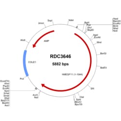 R&D Systems™ Human MEGF11 (NP_115821.2) VersaClone cDNA