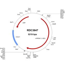 R&D Systems™ Mouse BLIMP1/PRDM1 (NP_031574.2) VersaClone cDNA