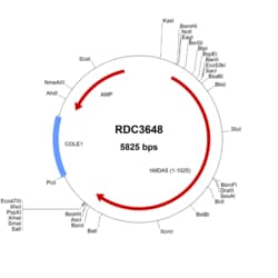 R&D Systems™ Human IFIH1/MDA5 (NP_071451.2) VersaClone cDNA