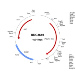 R&D Systems&trade;&nbsp;Human PELI1/Pellino-1 (NP_065702.2) VersaClone cDNA