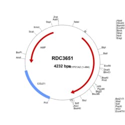 R&D Systems™ Human CYP21A2 (AAA59695.1) VersaClone cDNA