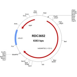 R&D Systems™ Human ADAMTS2 (NP_055059.2) VersaClone cDNA