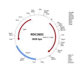 R&D Systems&trade;&nbsp;Human Wnt-2 (NP_003382.1) VersaClone cDNA