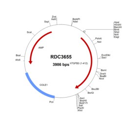 R&D Systems&trade;&nbsp;Human TGF-beta 3 (NP_003230.1) VersaClone cDNA