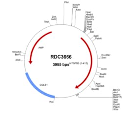 R&D Systems™ Mouse TGF-beta 3 (NP_033394.2) VersaClone cDNA