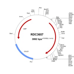 R&D Systems™ Mouse TGF-beta 2 (NP_033393.2) VersaClone cDNA