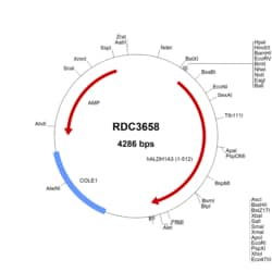 R&D Systems&trade;&nbsp;Human ALDH1A3 (NP_000684.2) VersaClone cDNA