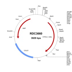 R&D Systems&trade;&nbsp;Human p53 (NP_000537.3) VersaClone cDNA