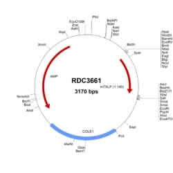 R&D Systems&trade;&nbsp;Mouse TSLP (NP_067342.1) VersaClone cDNA