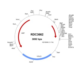 R&D Systems™ Human S100A9 (NP_002956.1) VersaClone cDNA