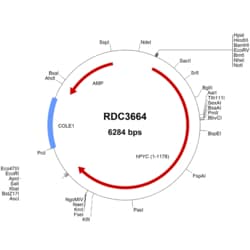 R&D Systems&trade;&nbsp;Human Pyruvate Carboxylase/PC (NP_071504.2) VersaClone cDNA