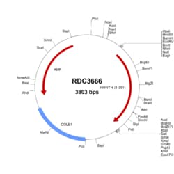 R&D Systems™ Human Wnt-4 (NP_110388.2) VersaClone cDNA