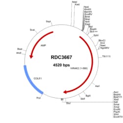 R&D Systems&trade;&nbsp;Human IRAK2 (AAB87669.1) VersaClone cDNA