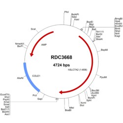 R D Systems Human SLC7A2 (NP_001008539.3) VersaClone cDNA 10 &mu;g | Buy Online | R&amp;D Systems&trade; | Fisher Scientific