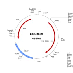R&D Systems™ Human KLHDC2 (NP_055130.1) VersaClone cDNA