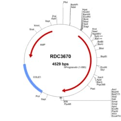 R&D Systems&trade;&nbsp;Human Progranulin/PGRN (NP_002078.1) VersaClone cDNA
