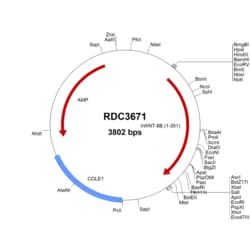 R&D Systems™ Human Wnt-8b (NP_003384.2) VersaClone cDNA