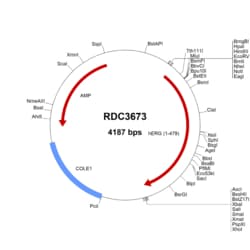 R&D Systems™ Human Erg (NP_891548.1) VersaClone cDNA