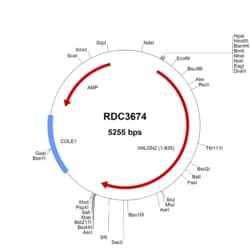 R&D Systems&trade;&nbsp;Human Neuroligin 2/NLGN2 (NP_065846.1) VersaClone cDNA