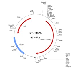 R D Systems Mouse Prolactin R (NP_035299.4) VersaClone cDNA 10 &mu;g | Buy Online | R&amp;D Systems&trade; | Fisher Scientific