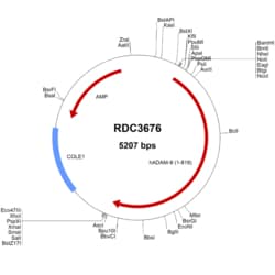 R&D Systems&trade;&nbsp;Human ADAM9 (NP_003807.1) VersaClone cDNA