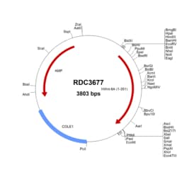 R&D Systems&trade;&nbsp;Human Wnt-8a (NP_490645.1) VersaClone cDNA