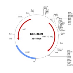 R&D Systems&trade;&nbsp;Human Wnt-3 (NP_110380.1) VersaClone cDNA