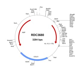 R&D Systems™ Human IL-10 (NP_000563.1) VersaClone cDNA