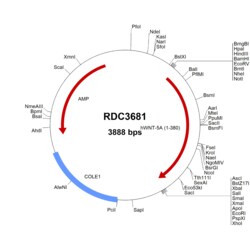 R&D Systems™ Human Wnt-5a (NP_003383.4) VersaClone cDNA