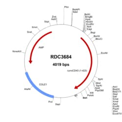 R D Systems Cynomolgus Monkey CD43 (EHH60309.1) VersaClone cDNA 10 &mu;g | Buy Online | R&amp;D Systems&trade; | Fisher Scientific