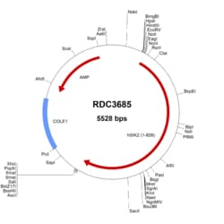 R&D Systems&trade;&nbsp;Human SNF1LK2/SIK2 (NP_056006.1) VersaClone cDNA