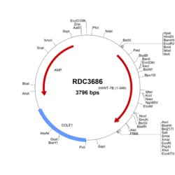 R&D Systems&trade;&nbsp;Human Wnt-7b (NP_478679.1) VersaClone cDNA