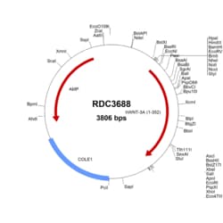 R&D Systems&trade;&nbsp;Human Wnt-3a (NP_149122.1) VersaClone cDNA