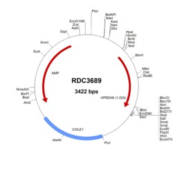 R&D Systems™ Human Peroxiredoxin 6 (NP_004896.1) VersaClone cDNA