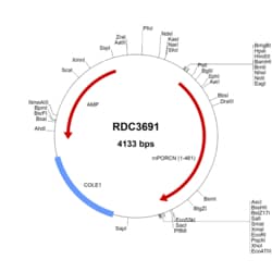 R&D Systems™ Mouse PORCN (NP_076127.1) VersaClone cDNA