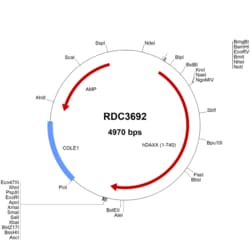 R&D Systems&trade;&nbsp;Human Daxx (NP_001341.1) VersaClone cDNA
