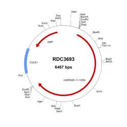 R&D Systems&trade;&nbsp;Mouse GRIN2C/NMDAR2C (NP_034480.2) VersaClone cDNA