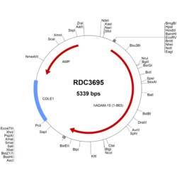 R&D Systems&trade;&nbsp;Human ADAM15 (NP_997080.1) VersaClone cDNA