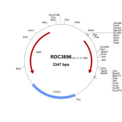 R&D Systems™ Human IL-11 (NP_000632.1) VersaClone cDNA