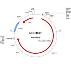 R D Systems Mouse Plexin B3 (NP_062533.2) VersaClone cDNA 10 &mu;g | Buy Online | R&amp;D Systems&trade; | Fisher Scientific