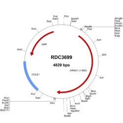 R&D Systems&trade;&nbsp;Human IRAK1 (AAH54000.1) VersaClone cDNA
