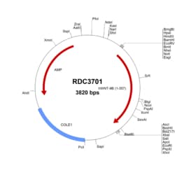 R&D Systems™ Human Wnt-9b (NP_003387.1) VersaClone cDNA
