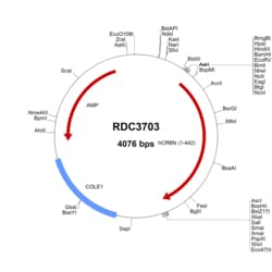 R&D Systems&trade;&nbsp;Human CRBN (NP_057386.2) VersaClone cDNA