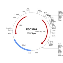 R&D Systems&trade;&nbsp;Human Wnt-7a (NP_004616.2) VersaClone cDNA