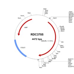 R&D Systems™ Mouse Wnt-9b (NP_035849.3) VersaClone cDNA