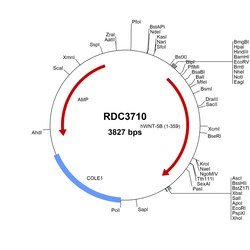 R&D Systems&trade;&nbsp;Human Wnt-5b (NP_110402.2) VersaClone cDNA