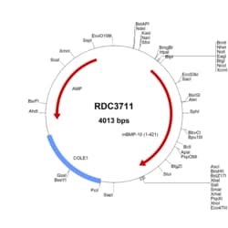 R&D Systems&trade;&nbsp;Mouse BMP-10 (NP_033886.2) VersaClone cDNA