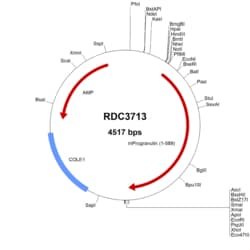 R&D Systems&trade;&nbsp;Mouse Progranulin (NP_032201.3) VersaClone cDNA