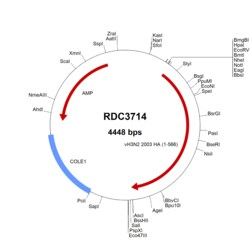 R D Systems H3N2 Hemagglutinin (AAB51961.1) VersaClone cDNA 10 &mu;g | Buy Online | R&amp;D Systems&trade; | Fisher Scientific
