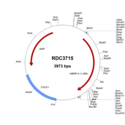 R&D Systems™ Mouse BMP-4 (NP_031580.2) VersaClone cDNA